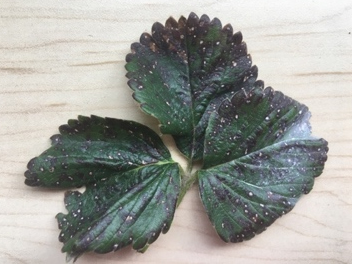 A picture containing plant, green, arranged

Description automatically generated