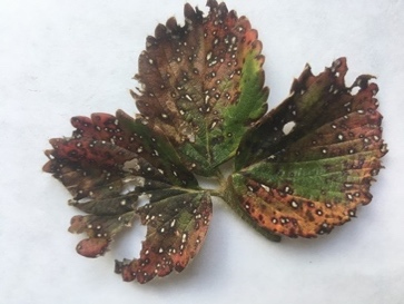 A picture containing plate, food, plant, arranged

Description automatically generated