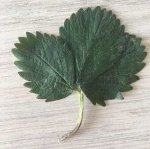 A green leaf on a wooden surface

Description automatically generated with low confidence