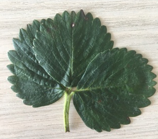 A green leaf on a wooden surface

Description automatically generated with low confidence