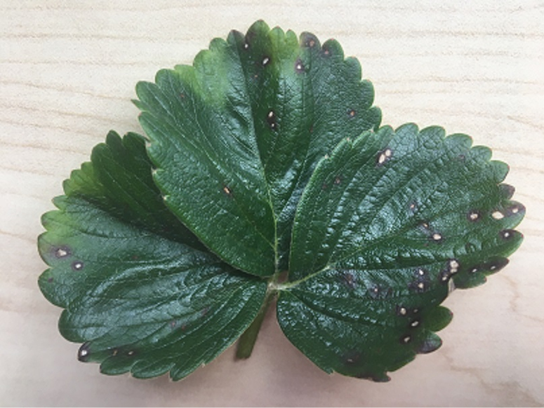 A picture containing plant, flower, begonia, fresh

Description automatically generated