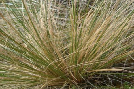 Imagen que contiene planta, hierba

Descripción generada automáticamente