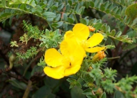 Imagen que contiene flor, planta, exterior, amarillo

Descripción generada automáticamente