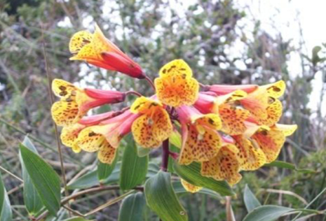 Imagen que contiene árbol, exterior, flor, planta

Descripción generada automáticamente