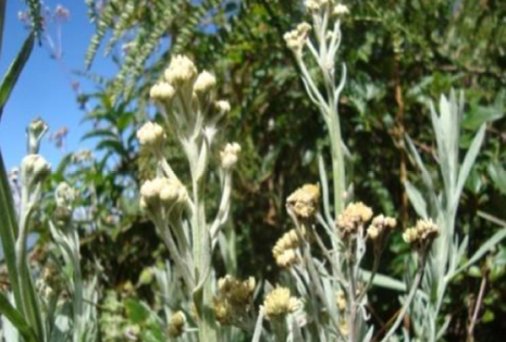 Imagen que contiene exterior, árbol, hierba, planta

Descripción generada automáticamente