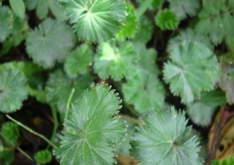 Imagen que contiene exterior, planta, suelo, árbol

Descripción generada automáticamente