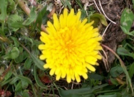 Imagen que contiene hierba, planta, flor, amarillo

Descripción generada automáticamente