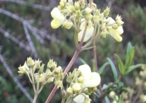 Imagen que contiene flor, planta, hierba, florero

Descripción generada automáticamente