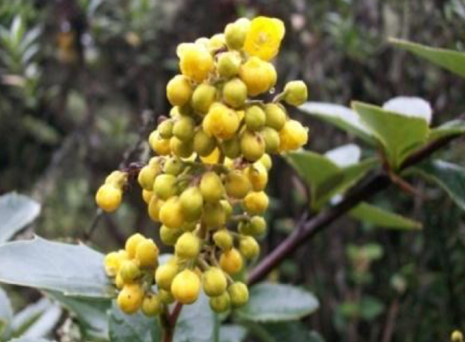 Imagen que contiene árbol, exterior, planta, flor

Descripción generada automáticamente