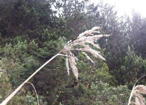 Imagen que contiene árbol, exterior, cielo, hierba

Descripción generada automáticamente