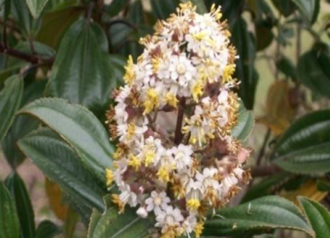 Imagen que contiene flor, planta, mesa, árbol

Descripción generada automáticamente