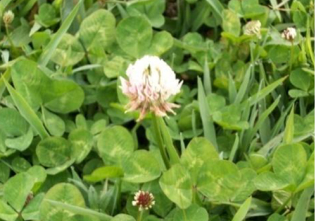 Imagen que contiene exterior, hierba, planta, verde

Descripción generada automáticamente