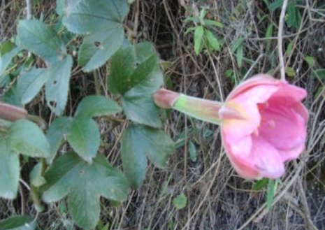 Imagen que contiene exterior, hierba, planta, flor

Descripción generada automáticamente