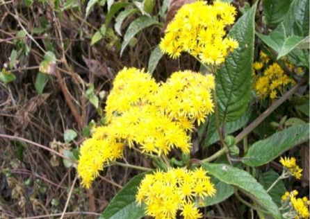 Imagen que contiene exterior, planta, hierba, flor

Descripción generada automáticamente