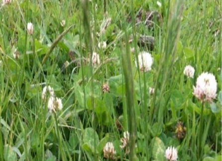 Imagen que contiene hierba, exterior, planta, flor

Descripción generada automáticamente