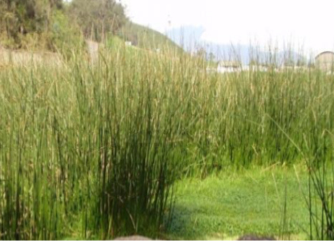 Imagen que contiene exterior, hierba, cielo, planta

Descripción generada automáticamente