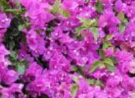 Imagen que contiene planta, flor, exterior

Descripción generada automáticamente