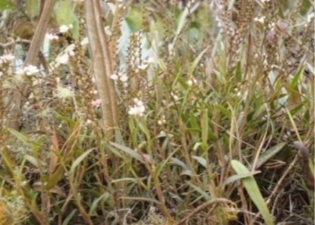 Imagen que contiene hierba, exterior, planta

Descripción generada automáticamente