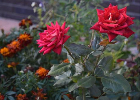 Imagen que contiene flor, planta, rojo, exterior

Descripción generada automáticamente