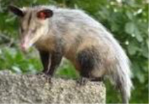 Imagen que contiene animal, mamífero, árbol, exterior

Descripción generada automáticamente