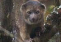 Imagen que contiene animal, mamífero, oso, árbol

Descripción generada automáticamente