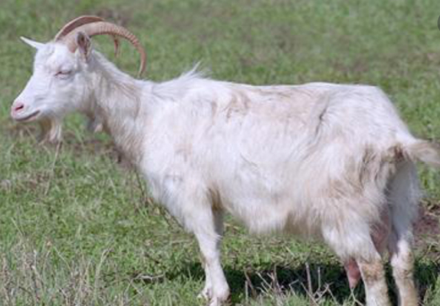 Imagen que contiene hierba, exterior, animal, mamífero

Descripción generada automáticamente