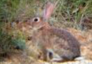 Imagen que contiene hierba, animal, lagomorfo, mamífero

Descripción generada automáticamente