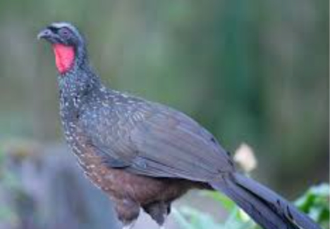 Imagen que contiene pájaro, animal, exterior, árbol

Descripción generada automáticamente