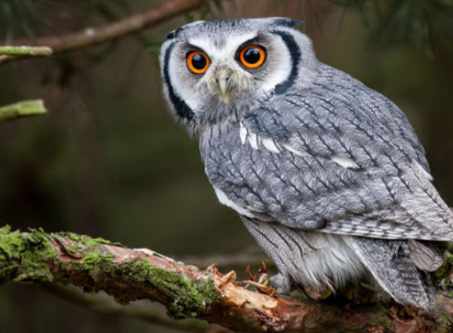 Imagen que contiene árbol, animal, pájaro, exterior

Descripción generada automáticamente